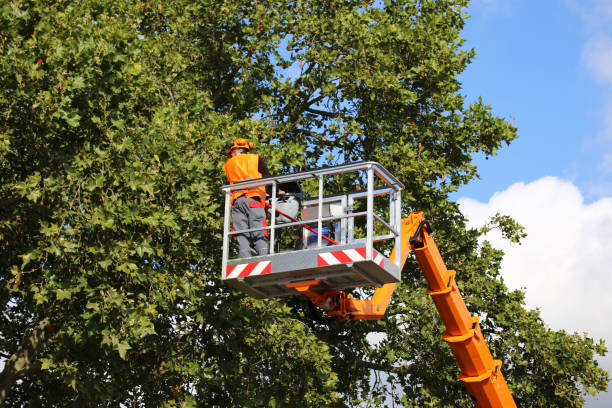 Best Tree Fertilization Services  in Rossville, GA